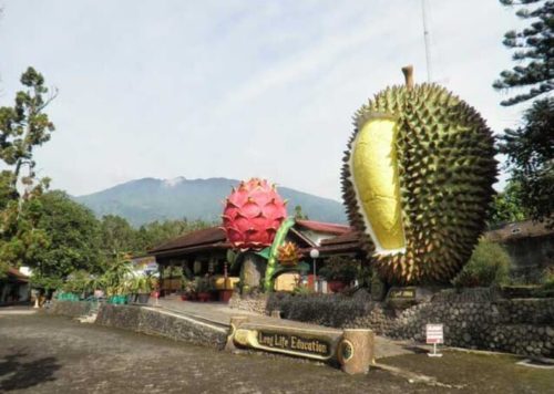 Buah Durian Terbesar di Dunia