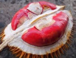 Durian Merah Banyuwangi