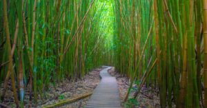 Bamboo Forest